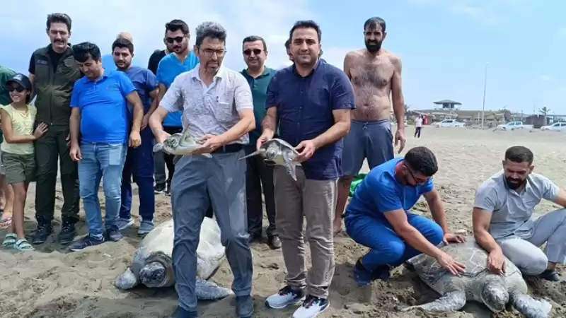 Hatay'da Tedavileri Tamamlanan 5 Kaplumbağa Denize Bırakıldı