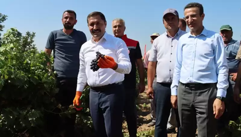 Hatay'da üzüm üreticisinin Hasat Mesaisi Başladı 