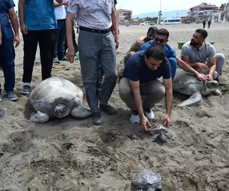 Tedavileri Tamamlanan Deniz Kaplumbağaları özgürlüğüne Kavuştu