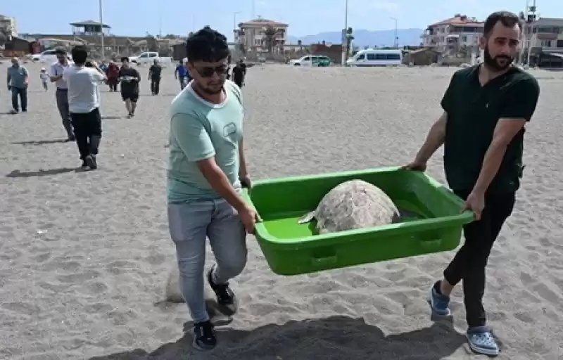 Tedavileri Tamamlanan Deniz Kaplumbağaları özgürlüğüne Kavuştu