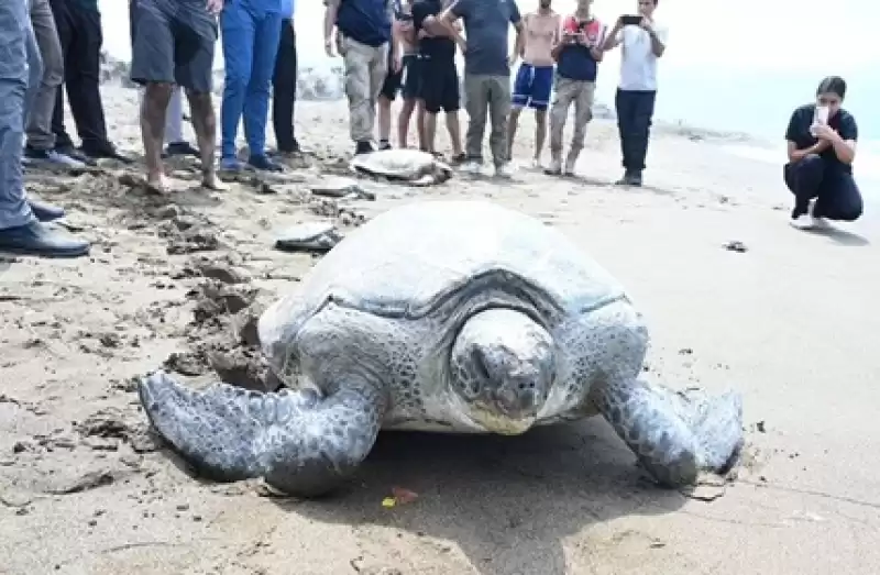 Tedavileri Tamamlanan Deniz Kaplumbağaları özgürlüğüne Kavuştu