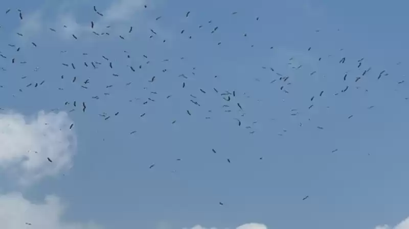 Hatay'da Binlerce Leyleğin Göç Uçuşunu Vatandaşlar Merakla Izledi