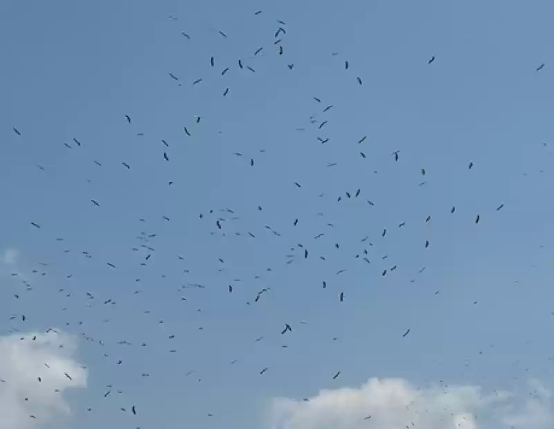 Hatay'da Binlerce Leyleğin Göç Uçuşunu Vatandaşlar Merakla Izledi