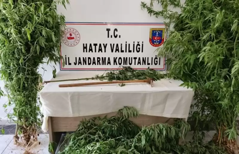 Hatay'da Ormanlık Alanda Hint Keneviri Yetiştiren şüpheli Yakalandı 