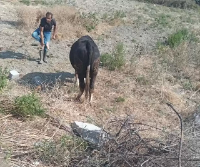 Defne'de Kuyuda Mahsur Kalan Inek Kurtarıldı