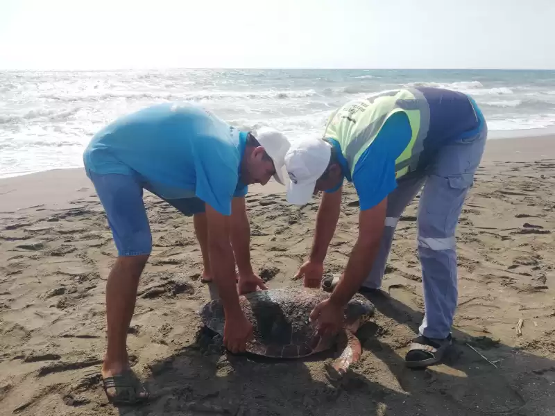 Yaralı Caretta Caretta Tedaviye Alındı