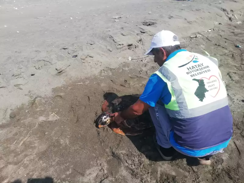 Yaralı Caretta Caretta Tedaviye Alındı