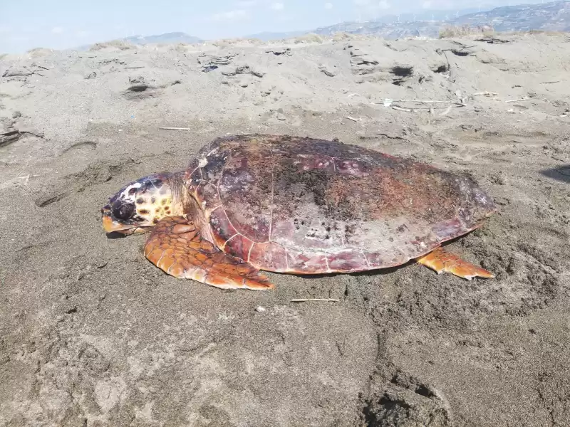 Yaralı Caretta Caretta Tedaviye Alındı