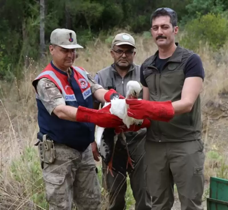 Arsuz'da Tedavileri Tamamlanan Karaca Ve 2 Leylek Doğaya Salındı