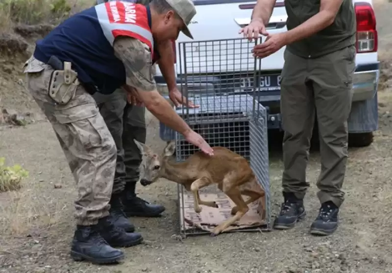 Arsuz'da Tedavileri Tamamlanan Karaca Ve 2 Leylek Doğaya Salındı