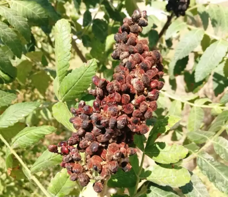 Şifa Kaynağı Bir Baharat: Sumak