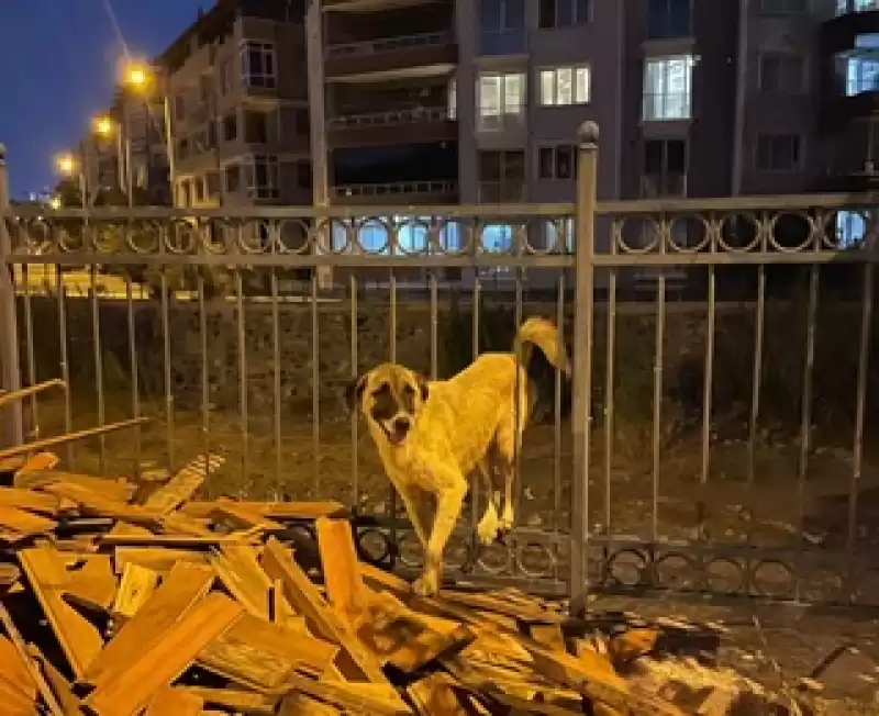 Hatay'da Demir Parmaklığa Sıkışan Köpeği Itfaiye Ekibi Kurtardı