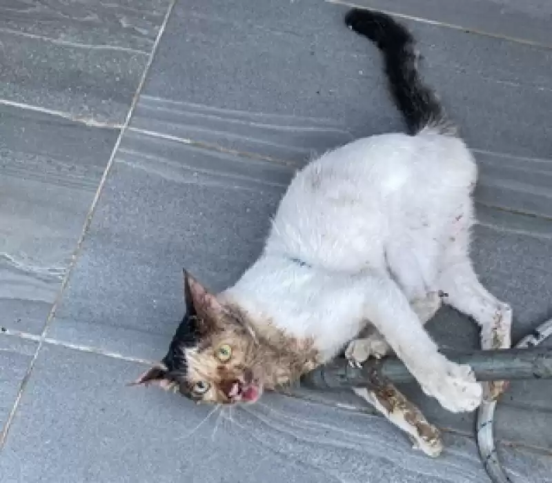 Hatay'da Başı şişeye Sıkışan Kedi Kurtarıldı 