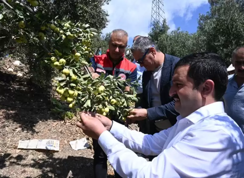 Hatay'da üretilen Alıcın Hasadına Başlandı 