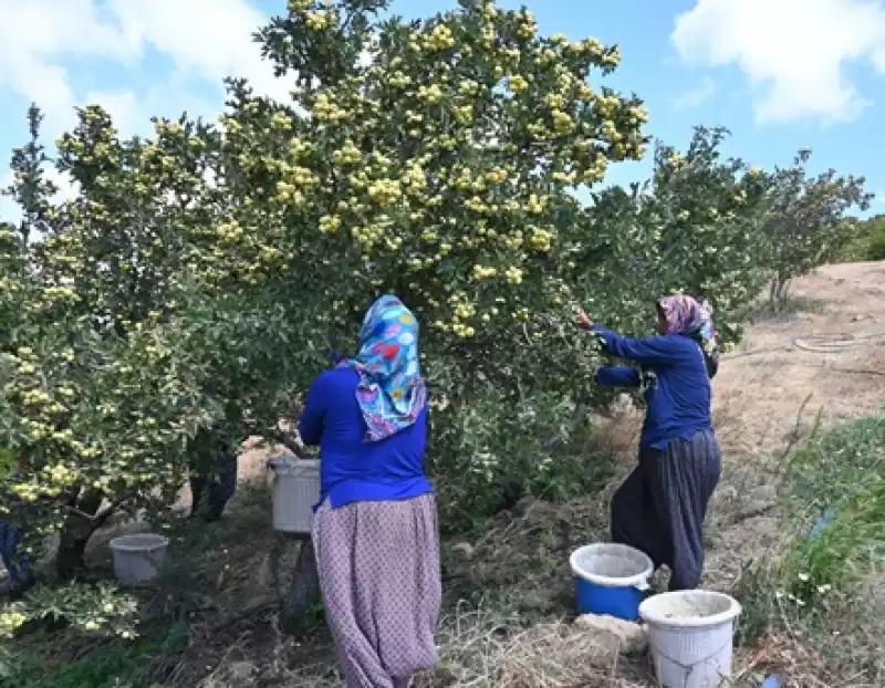 Hatay'da üretilen Alıcın Hasadına Başlandı 