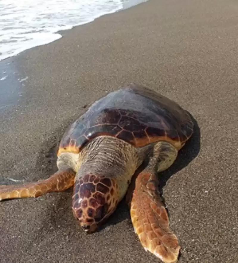 Hatay'da Sahilde ölü Caretta Caretta Bulundu