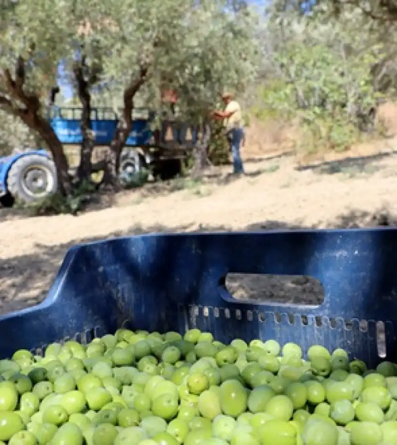 Halhalı Zeytin Sezonu Başladı