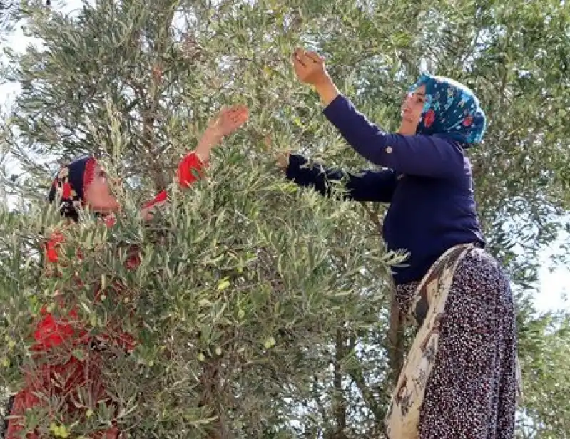 Halhalı Zeytin Sezonu Başladı