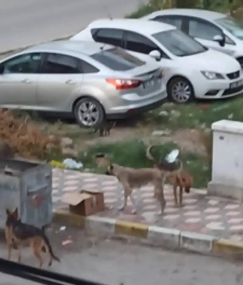 Sokak Köpeklerini Bırakanları Arıyorlar!