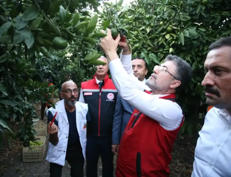 Tarım Ve Orman Bakanı İbrahim Yumaklı, Hatay'da Narenciye Hasadına Katıldı