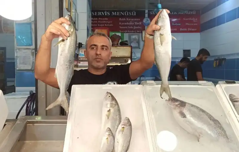 İskenderun’da Tezgahlar Balıkla Doldu. Karides Ve Balık Fiyatlarında Düşüş!