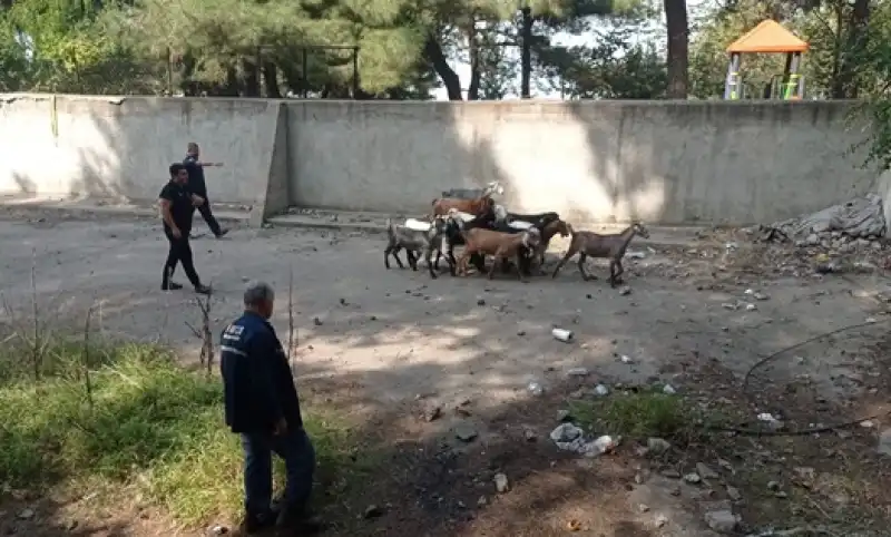 Hatay'da Boş Havuza Atlayan 14 Keçiyi Itfaiye Ekibi çıkardı 