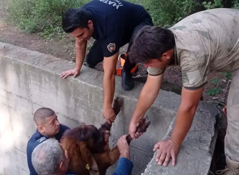 Hatay'da Boş Havuza Atlayan 14 Keçiyi Itfaiye Ekibi çıkardı 