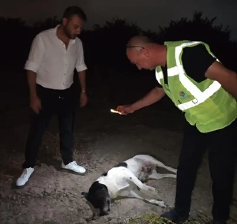 Hatay'da 11 Köpek ölü Bulundu