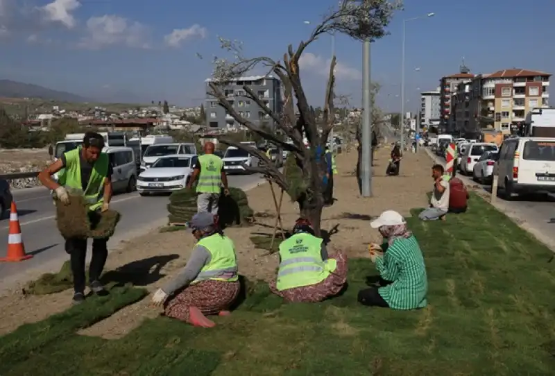 Refüjler Büyükşehir Havasına Giriyor 193 Zeytin Ve 37 Gülibrişim Ağacı Dikildi