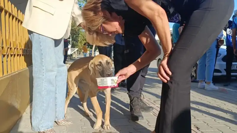 Hatay'da Köpeğe çarparak Devrilen Motosikletin Sürücüsü Yaralandı