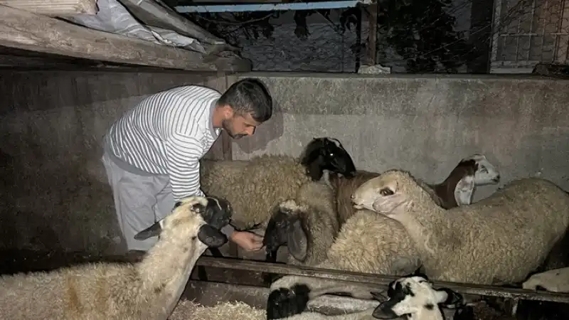 Hatay'da Ağıldan Koyun Hırsızlığı Güvenlik Kamerasınca Görüntülendi 