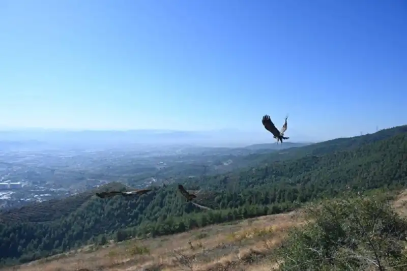 Tedavisi Tamamlanan Yaban Hayvanları Doğaya Salındı