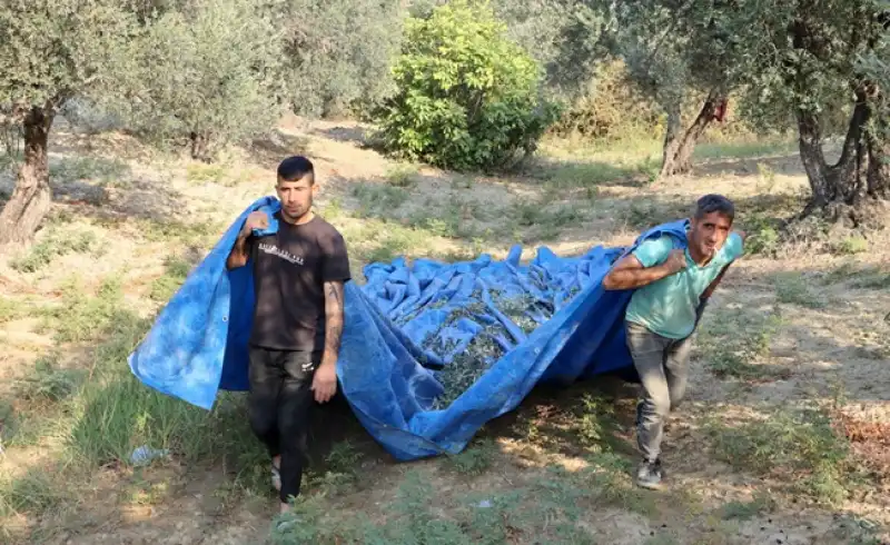 Altınözü'nde Zeytin Hasadı Tüm Hızıyla Sürüyor