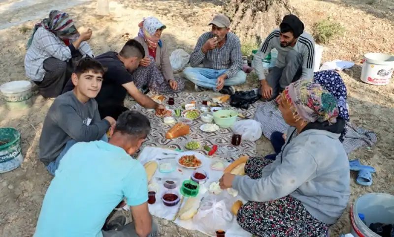 Altınözü'nde Zeytin Hasadı Tüm Hızıyla Sürüyor