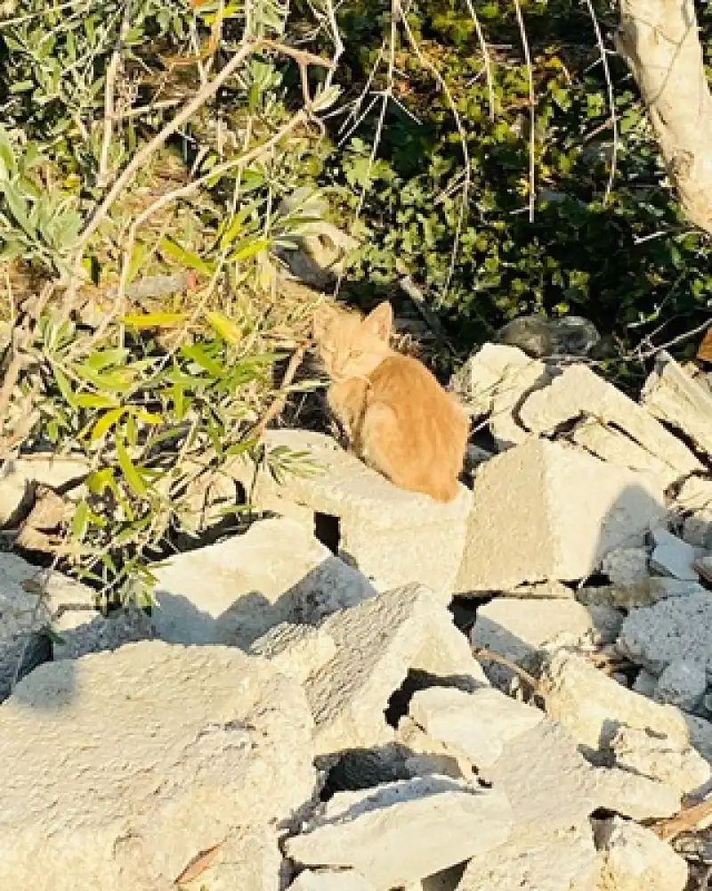 Hatay'da Atık Su Borusunda Mahsur Kalan Kedi Kurtarıldı