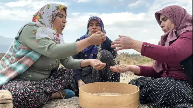 Hassa’nın Patentli Çeltiğinde Hasada Başlandı