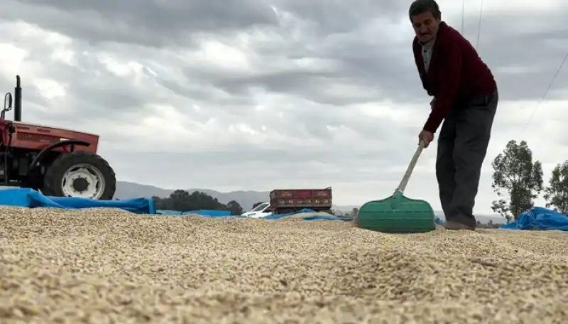 Hassa’nın Patentli Çeltiğinde Hasada Başlandı