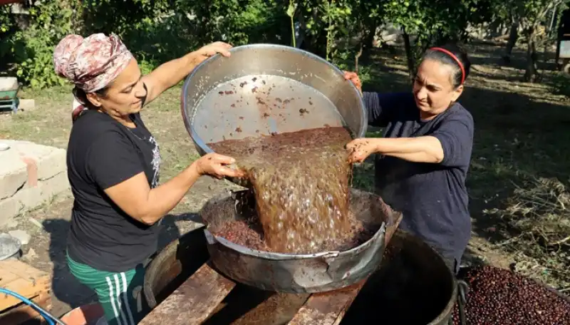 Defne Yağı Bin Bir Zahmetle Üretiliyor