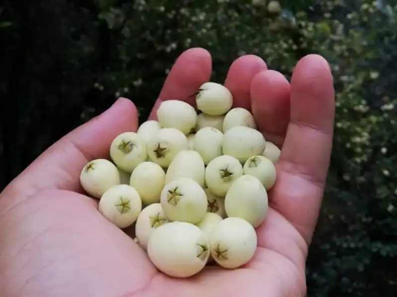 Sonbahar, Doğa Ve Sağlık. Mevsimlerden Sonbahardayız