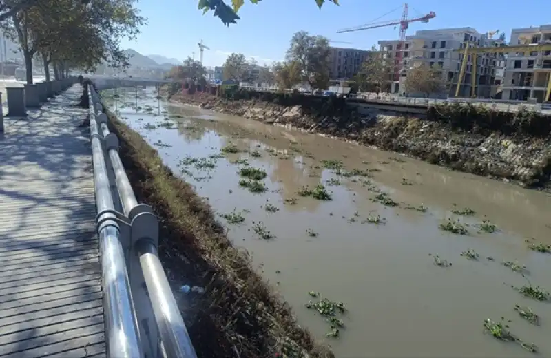 İstilacı Sümbüller, Asi Nehrini Kapladı!