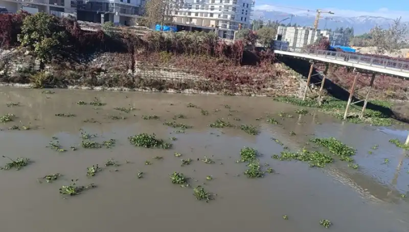 İstilacı Sümbüller, Asi Nehrini Kapladı!