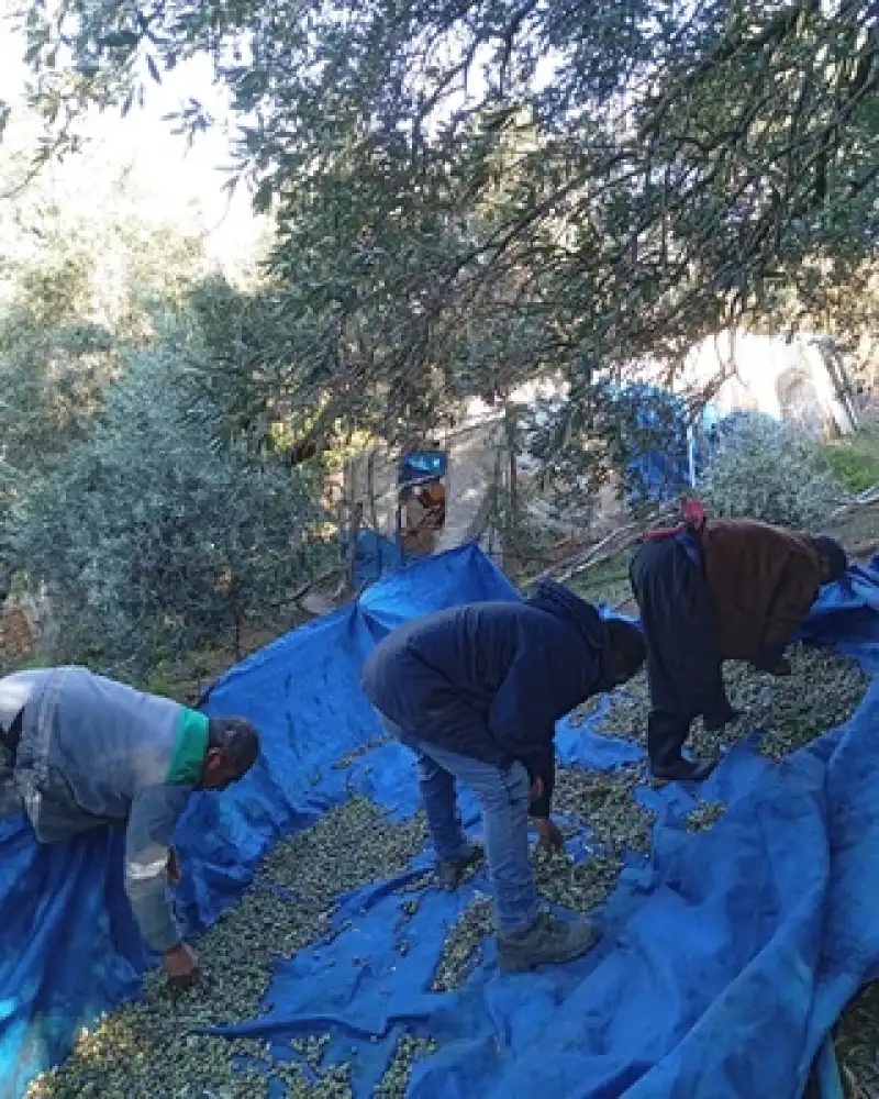 Arsuz Kurtbağı'nda Zeytin Hasadı Devam Ediyor Kilosu 70 TL’den Alıcı Buluyor