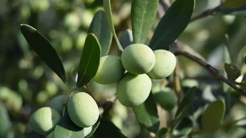 Türkiye’de En Çok Zeytin Üreten Şehirler Açıklandı