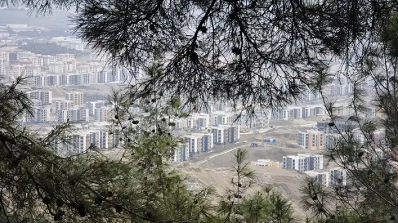 Dikmece'de Zeytinlik Katliamı: Binlerce Ağaç TOKİ’ye Kurban Ediliyor