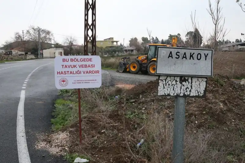 Hatay’ın Paşa Mahallesin ‘de Kuş Gribi Görüldü, Mahalle Karantinaya Alındı