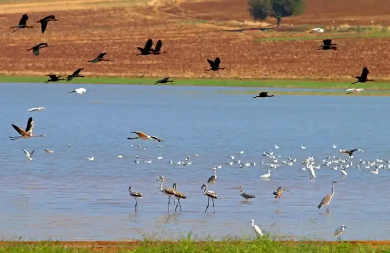 Reyhanlı Baraj Gölü, Türkiye’nin Yeni Kuş Cenneti Oluyor