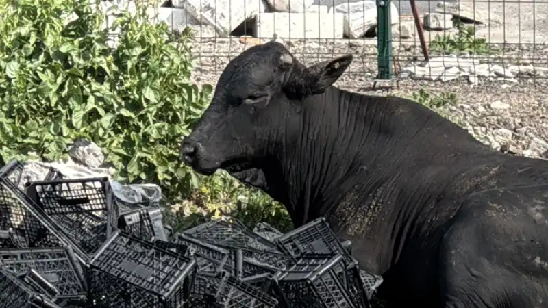 Hatay'da Kaçan Angus Uyuşturucu Iğneyle Sakinleştirilerek Yakalandı