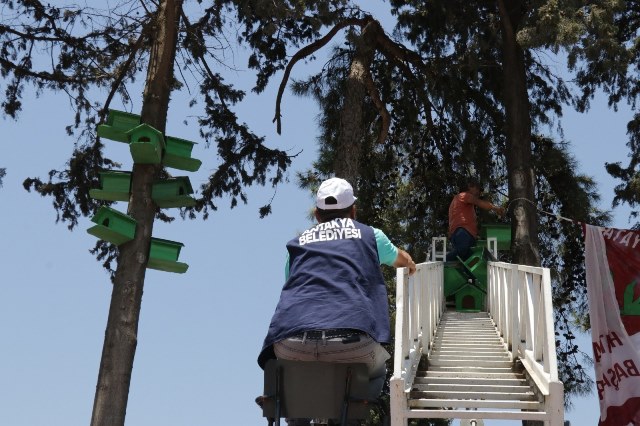 Antakya belediyesinden ağaçlara kuş yuvaları