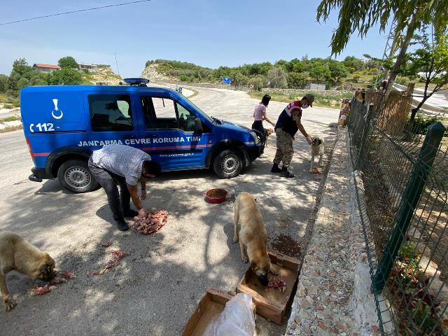 Hatay jandarma Sokak Hayvanlarını Besledi