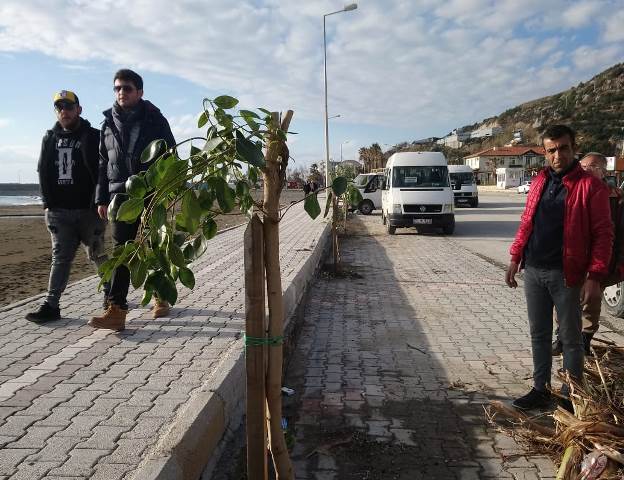 Çevlik sahili ağaçlandırılıyor